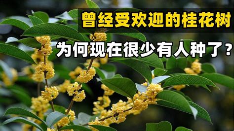 種桂花好嗎